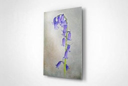 Rackhams English Bluebell - Framed Print 20 x 16 inch - thumbnail 2