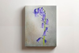 Rackhams English Bluebell - Framed Print 20 x 16 inch - thumbnail 3