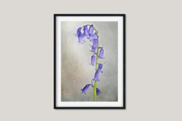 Rackhams English Bluebell - Framed Print 20 x 16 inch - thumbnail 1