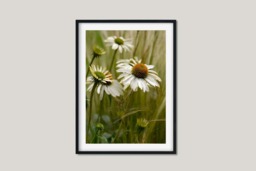 Rackhams Soft Shades of Summer II - Framed Print 16 x 12 inch - thumbnail 2