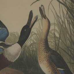 Rackhams Flora & Fauna Collection Mallards Beaded Linen Framed Wall Art - Brown/White/Black - Brown/White/Black - 50cm x 2cm x 40cm - Brown/White/Black - thumbnail 3