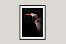 Rackhams Great Blue Heron Portrait - Framed Print 30 x 20 inch - thumbnail 3