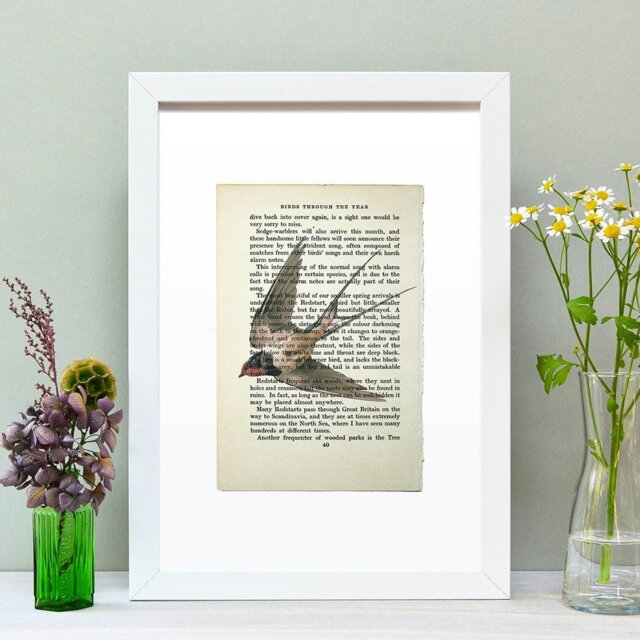 Rackhams Swallow vintage book page art print - White - image 1