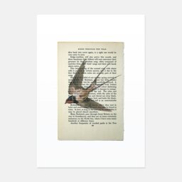 Rackhams Swallow vintage book page art print - White - thumbnail 2