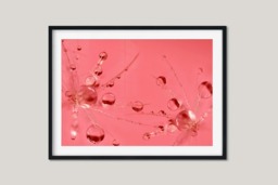Rackhams Pink Bubbles - Framed Print 20 x 16 inch - thumbnail 3