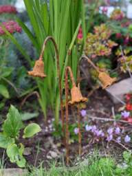 Rackhams Metal Bluebells Garden Sculptures - Rusty Metal Garden Flowers - One sculpture - thumbnail 5