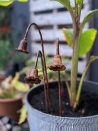 Rackhams Metal Bluebells Garden Sculptures - Rusty Metal Garden Flowers - One sculpture - thumbnail 4