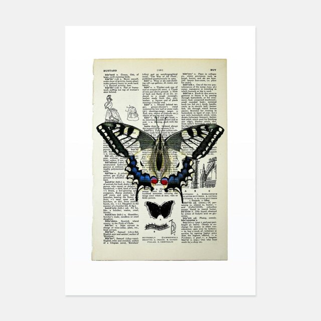 Rackhams Swallowtail butterfly vintage book page art print - No frame - image 1