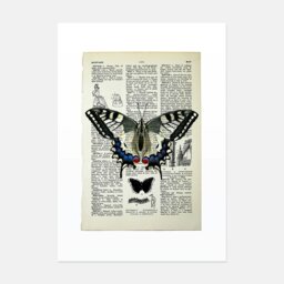 Rackhams Swallowtail butterfly vintage book page art print - No frame - thumbnail 1