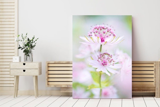 Rackhams Astrantia in Bloom - Framed Print 20 x 16 inch - image 1