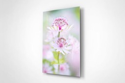 Rackhams Astrantia in Bloom - Framed Print 20 x 16 inch - thumbnail 3