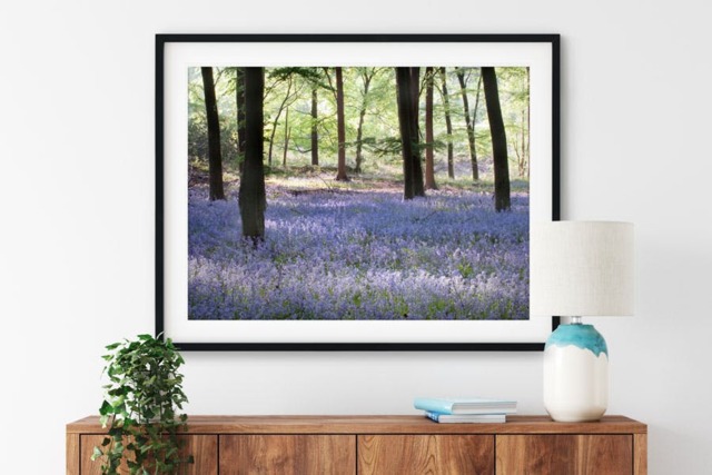 Rackhams Sea of Bluebells - Framed Print 16 x 12 inch - image 1