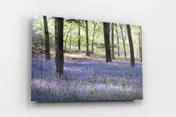 Rackhams Sea of Bluebells - Framed Print 16 x 12 inch - thumbnail 2