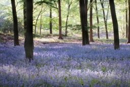Rackhams Sea of Bluebells - Framed Print 16 x 12 inch - thumbnail 4