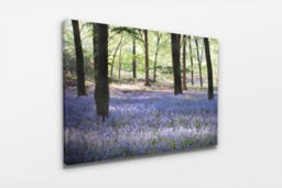 Rackhams Sea of Bluebells - Framed Print 16 x 12 inch - thumbnail 3