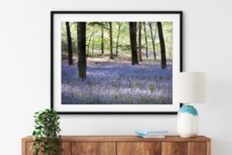 Rackhams Sea of Bluebells - Framed Print 16 x 12 inch - thumbnail 1