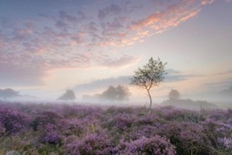 Rackhams Serenity at Sunrise - Framed Print 20 x 16 inch - thumbnail 4