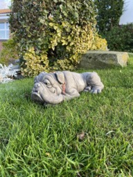 Rackhams Lying Bulldog Small Garden Ornament - thumbnail 4