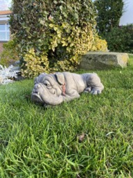 Rackhams Lying Bulldog Small Garden Ornament - thumbnail 5