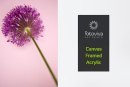Rackhams Allium Pink - Framed Print 30 x 20 inch - thumbnail 4
