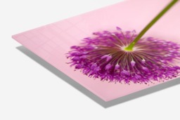Rackhams Allium Pink - Framed Print 30 x 20 inch - thumbnail 2
