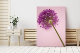 Rackhams Allium Pink - Framed Print 30 x 20 inch - thumbnail 3