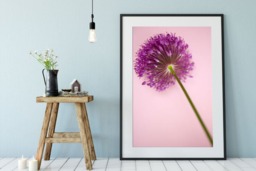 Rackhams Allium Pink - Framed Print 30 x 20 inch - thumbnail 1