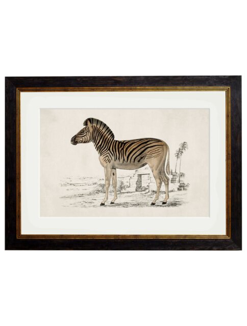 Rackhams c.1774 Zebra - 50 x 70cm - Black - Framed Print - image 1