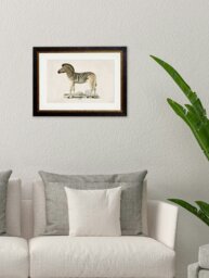 Rackhams c.1774 Zebra - 50 x 70cm - Black - Framed Print - thumbnail 2