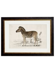 Rackhams c.1774 Zebra - 50 x 70cm - Black - Framed Print - thumbnail 1