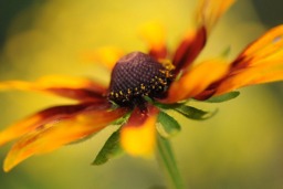 Rackhams Rudbeckia - Framed Print 30 x 20 inch - thumbnail 4