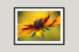 Rackhams Rudbeckia - Framed Print 30 x 20 inch - thumbnail 2