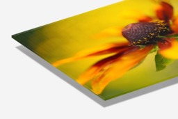 Rackhams Rudbeckia - Framed Print 30 x 20 inch - thumbnail 3