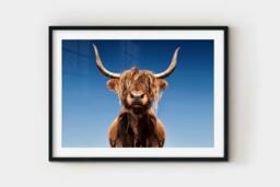 Rackhams Pride of The Highlands - Framed Print 16 x 12 inch - thumbnail 2