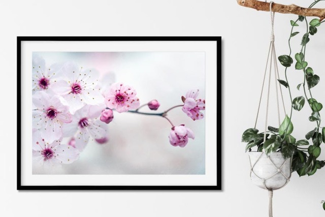 Rackhams Cherry Plum Blossom - Framed Print 16 x 12 inch - image 1