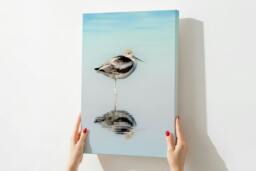 Rackhams The Resting Avocet - Framed Print 20 x 16 inch - thumbnail 3