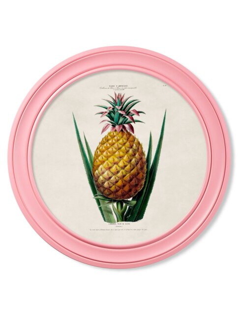 Rackhams c.1843 Pineapple Plant - Round Frame Pink - 70 x 70cm - Pink - Framed Print - image 1