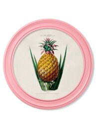 Rackhams c.1843 Pineapple Plant - Round Frame Pink - 70 x 70cm - Pink - Framed Print - thumbnail 1