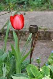 Rackhams Rusty Metal Tulip Garden Ornament - thumbnail 1