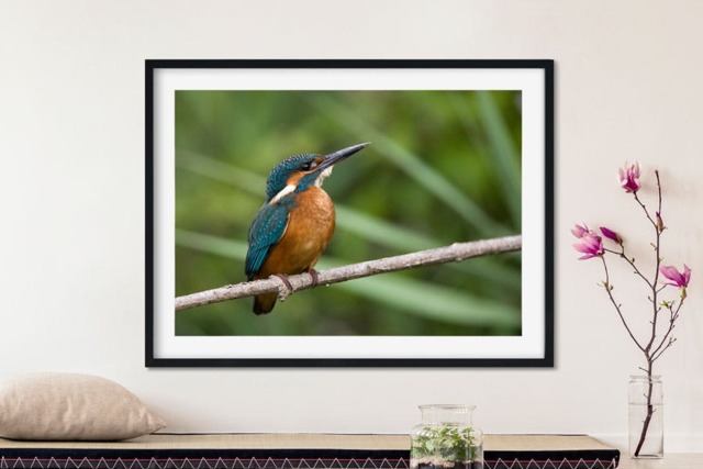 Rackhams Kingfisher - Framed Print 20 x 16 inch - image 1