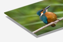 Rackhams Kingfisher - Framed Print 20 x 16 inch - thumbnail 3
