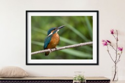 Rackhams Kingfisher - Framed Print 20 x 16 inch - thumbnail 1