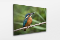 Rackhams Kingfisher - Framed Print 20 x 16 inch - thumbnail 2