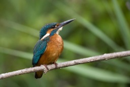 Rackhams Kingfisher - Framed Print 20 x 16 inch - thumbnail 4