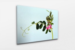 Rackhams Wildflower - Framed Print 30 x 20 inch - thumbnail 3