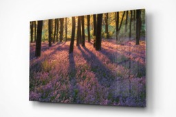 Rackhams Bluebell Dawn - Framed Print 30 x 20 inch - thumbnail 3