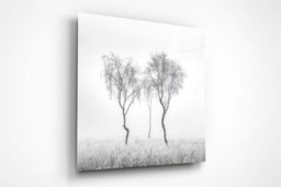 Rackhams Birch Trio - Framed Print 20 x 20 inch - thumbnail 4
