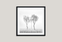 Rackhams Birch Trio - Framed Print 20 x 20 inch - thumbnail 2