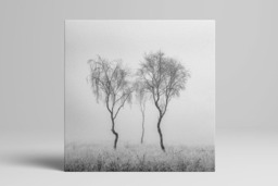 Rackhams Birch Trio - Framed Print 20 x 20 inch - thumbnail 1