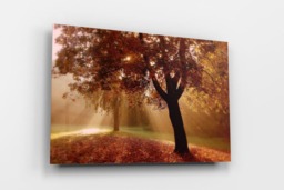 Rackhams Autumn Sunburst - Framed Print 30 x 20 inch - thumbnail 2